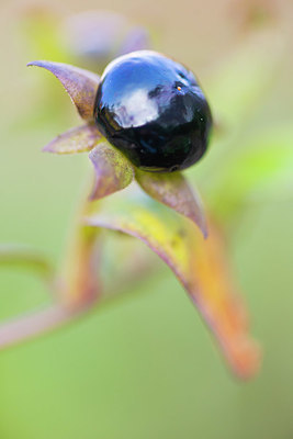 BUITEN BEELD Foto: 410861