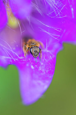 BUITEN BEELD Foto: 410874