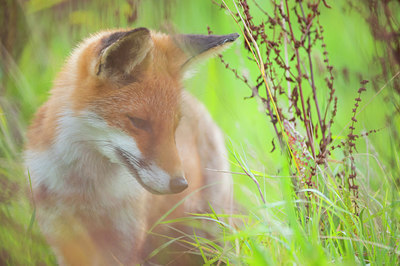 BUITEN BEELD Foto: 410889