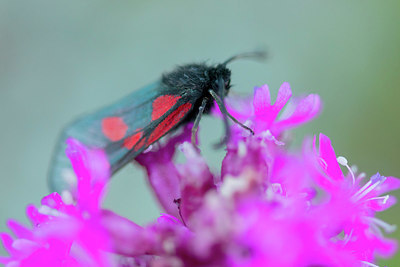 BUITEN BEELD Foto: 410897