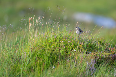 BUITEN BEELD Foto: 410922
