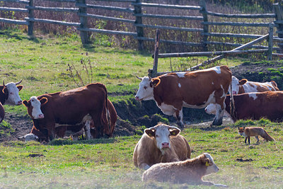 BUITEN BEELD Foto: 410941