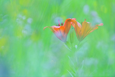 BUITEN BEELD Foto: 411014