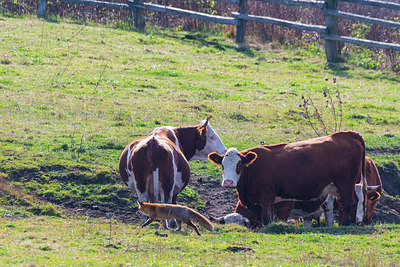 BUITEN BEELD Foto: 411016