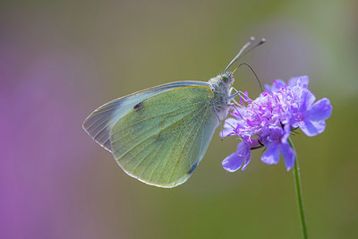 BUITEN BEELD Foto: 411043