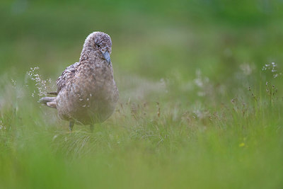 BUITEN BEELD Foto: 411057