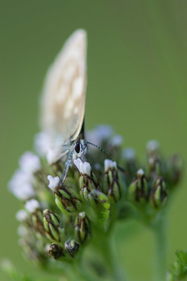 BUITEN BEELD Foto: 411072