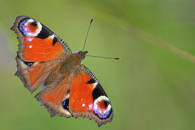 BUITEN BEELD Foto: 411082