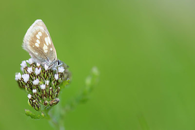 BUITEN BEELD Foto: 411110