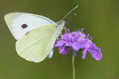 BUITEN BEELD Foto: 411120