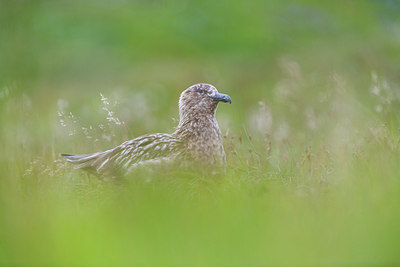 BUITEN BEELD Foto: 411139