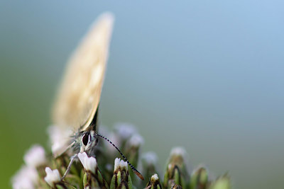 BUITEN BEELD Foto: 411147