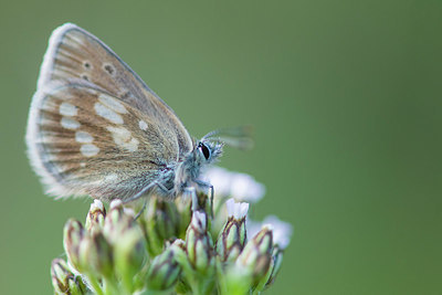 BUITEN BEELD Foto: 411186