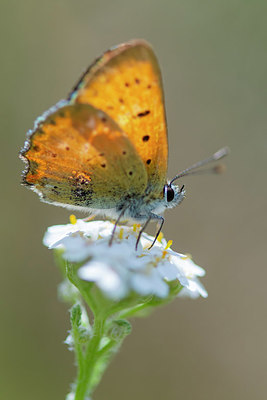 BUITEN BEELD Foto: 411205