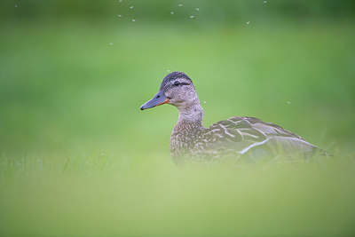 BUITEN BEELD Foto: 411212