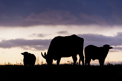 BUITEN BEELD Foto: 411240