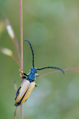 BUITEN BEELD Foto: 411244