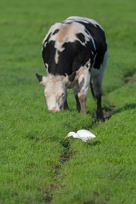 BUITEN BEELD Foto: 411254