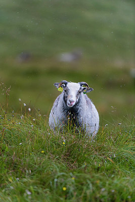 BUITEN BEELD Foto: 411262