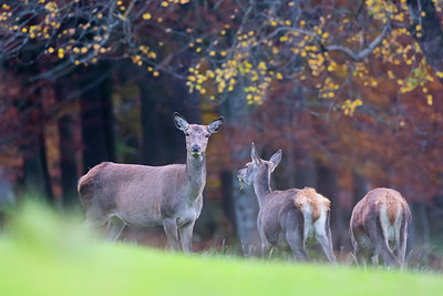 BUITEN BEELD Foto: 411273