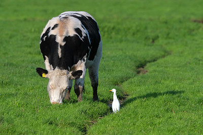 BUITEN BEELD Foto: 411292