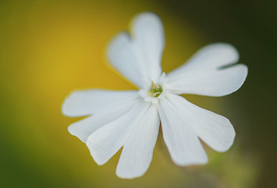 BUITEN BEELD Foto: 411345