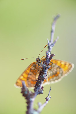 BUITEN BEELD Foto: 411348