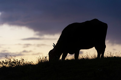 BUITEN BEELD Foto: 411349