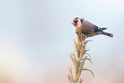 BUITEN BEELD Foto: 411362