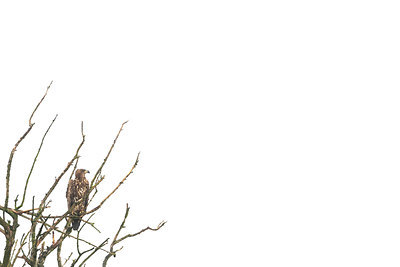 BUITEN BEELD Foto: 411366