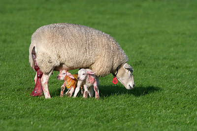 BUITEN BEELD Foto: 411368