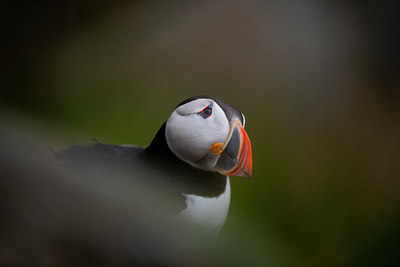 BUITEN BEELD Foto: 411379