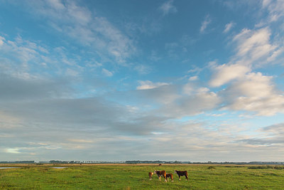 BUITEN BEELD Foto: 411398