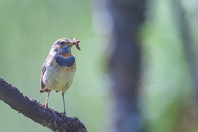 BUITEN BEELD Foto: 411463