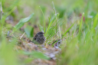 BUITEN BEELD Foto: 411495