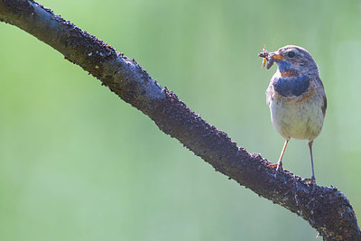 BUITEN BEELD Foto: 411497