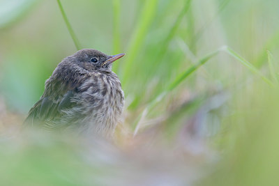 BUITEN BEELD Foto: 411529