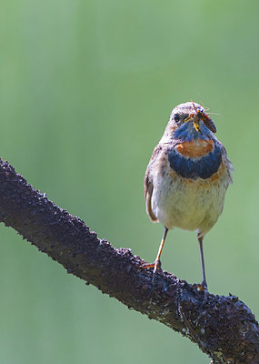 BUITEN BEELD Foto: 411531