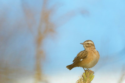 BUITEN BEELD Foto: 411533