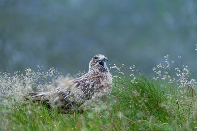 BUITEN BEELD Foto: 411553