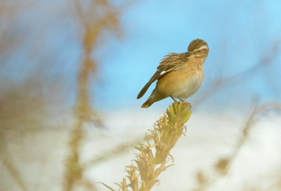 BUITEN BEELD Foto: 411563