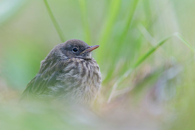 BUITEN BEELD Foto: 411564