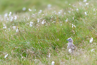 BUITEN BEELD Foto: 411568