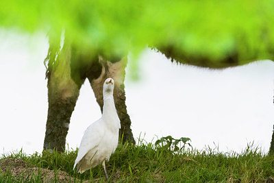 BUITEN BEELD Foto: 411575