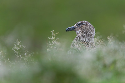 BUITEN BEELD Foto: 411589