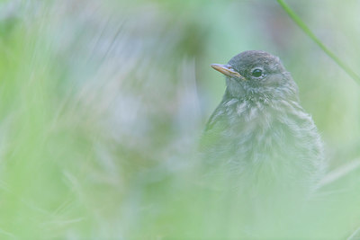 BUITEN BEELD Foto: 411623