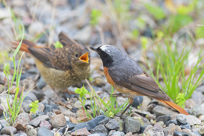 BUITEN BEELD Foto: 411655