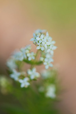 BUITEN BEELD Foto: 411679