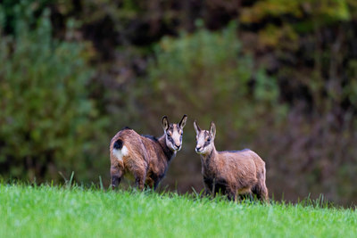 BUITEN BEELD Foto: 411693