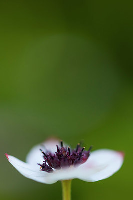 BUITEN BEELD Foto: 411699